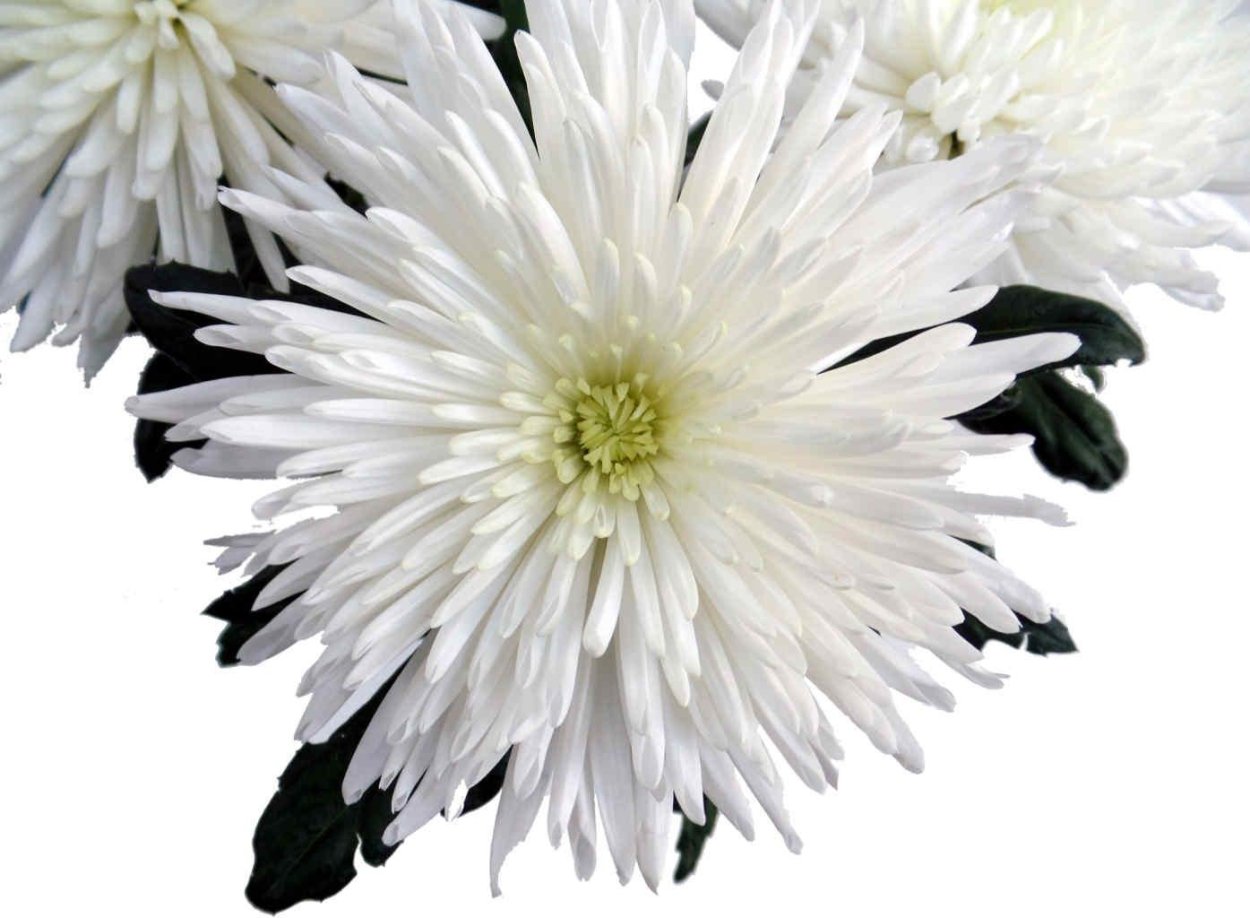 Хризантема Балтика Уайт