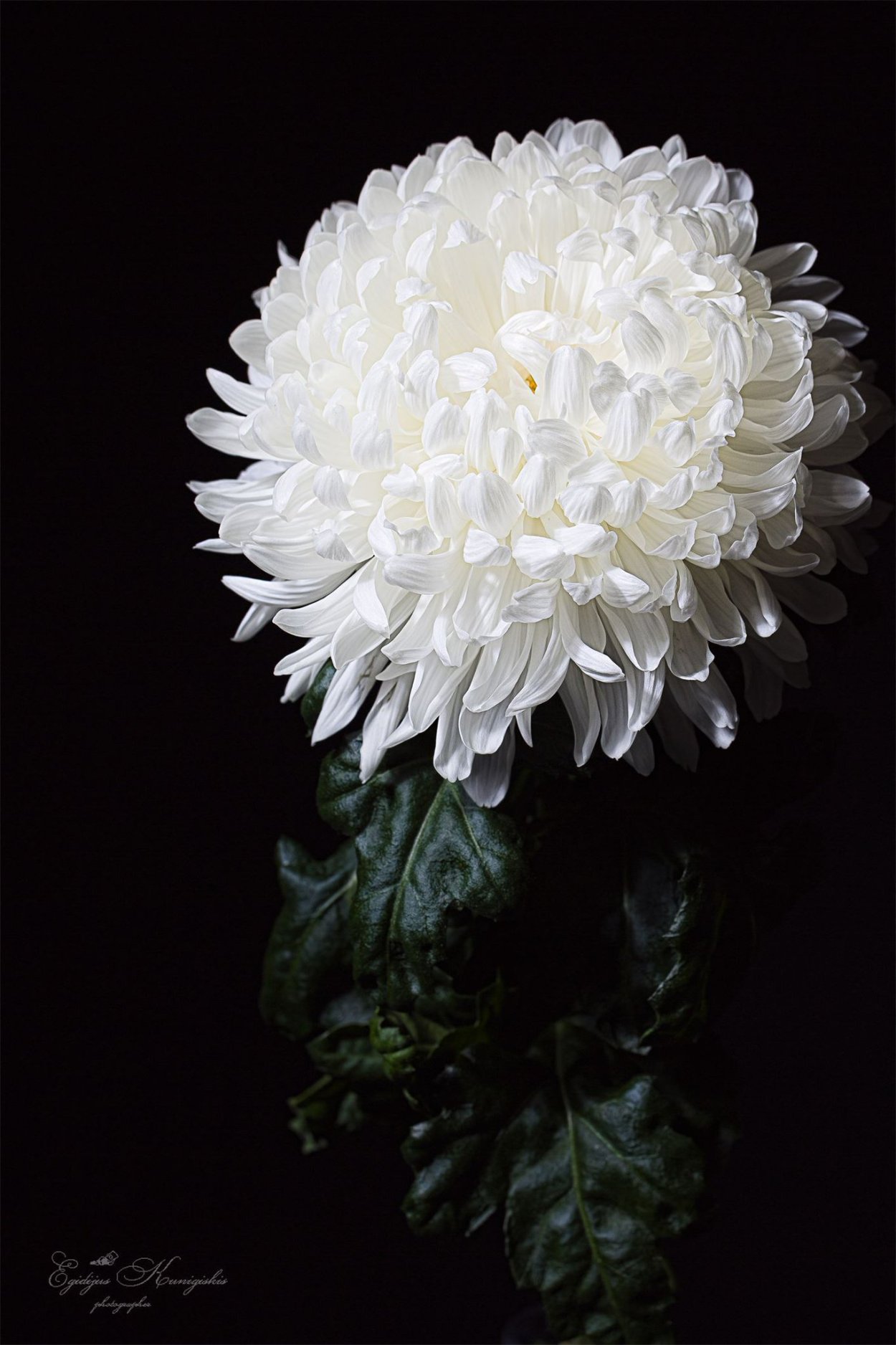 Хризантема одноголовая Антонов белая