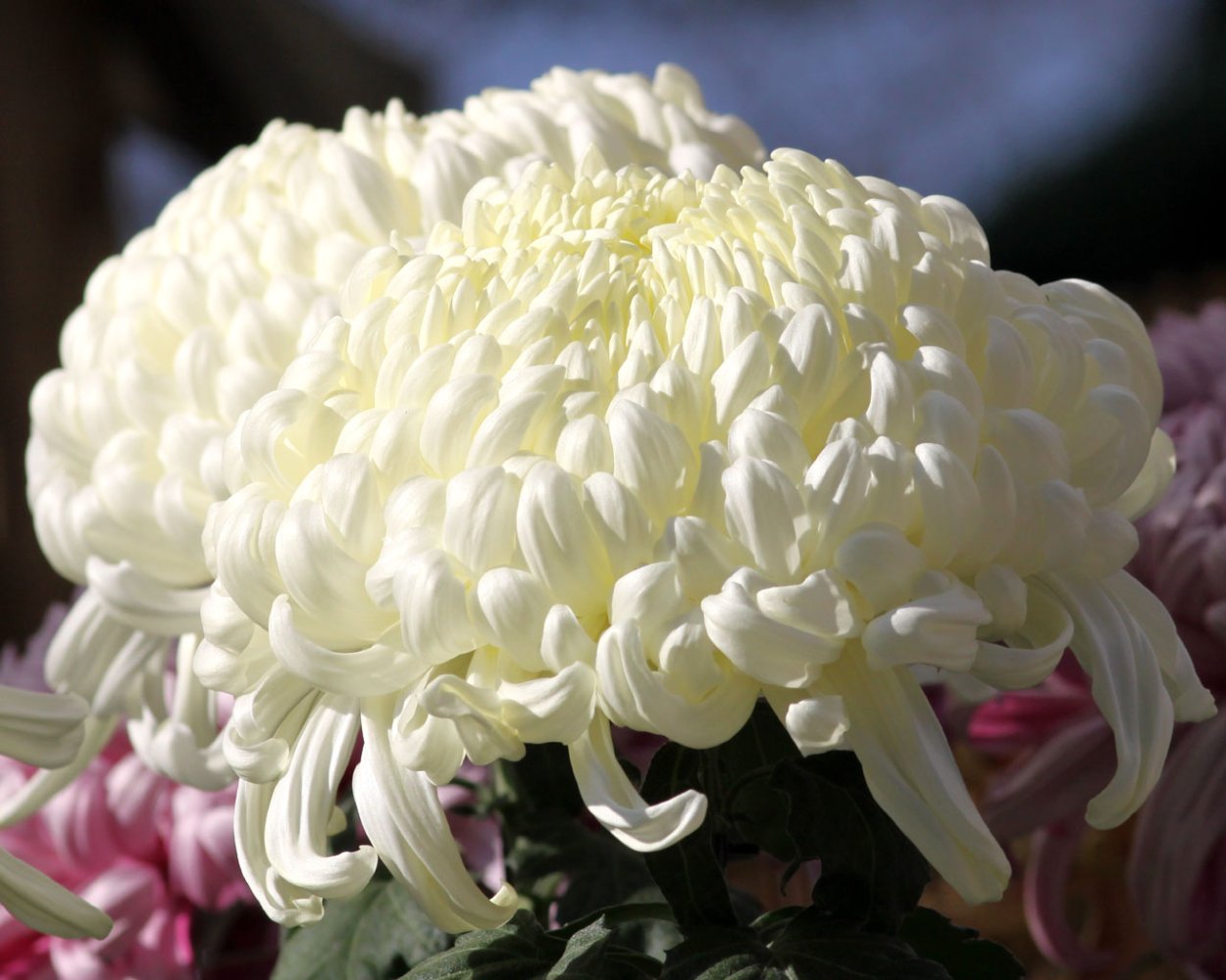 Хризантема одноголовая крупноцветковая