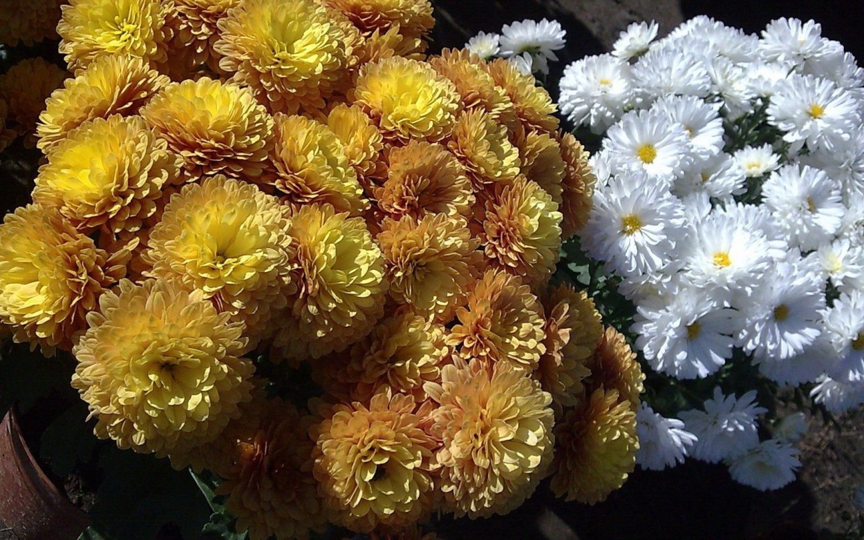 Хризантема Чусан Вайолет