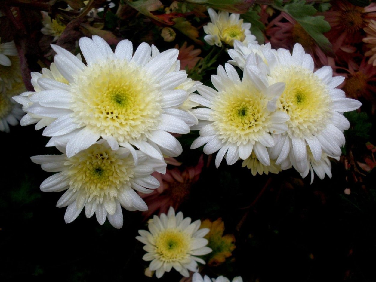 Хризантема корейская Эверест