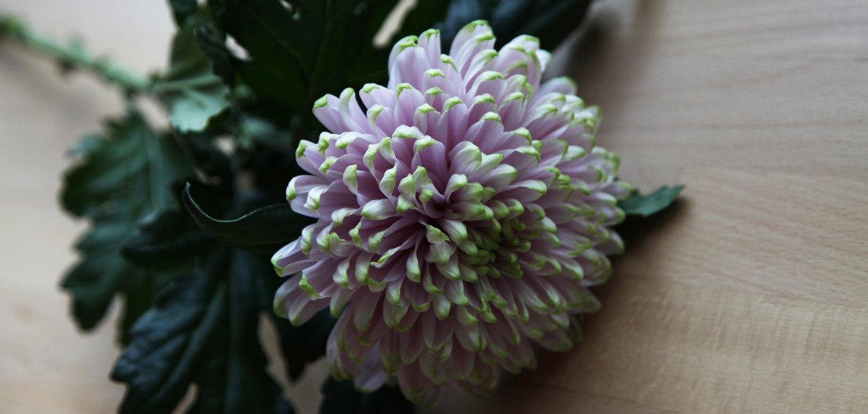 Хризантема Ребонет фото