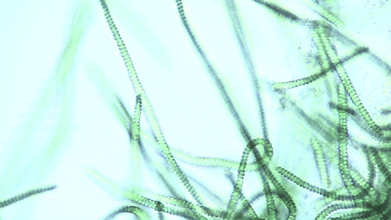 Макроцистис водоросли