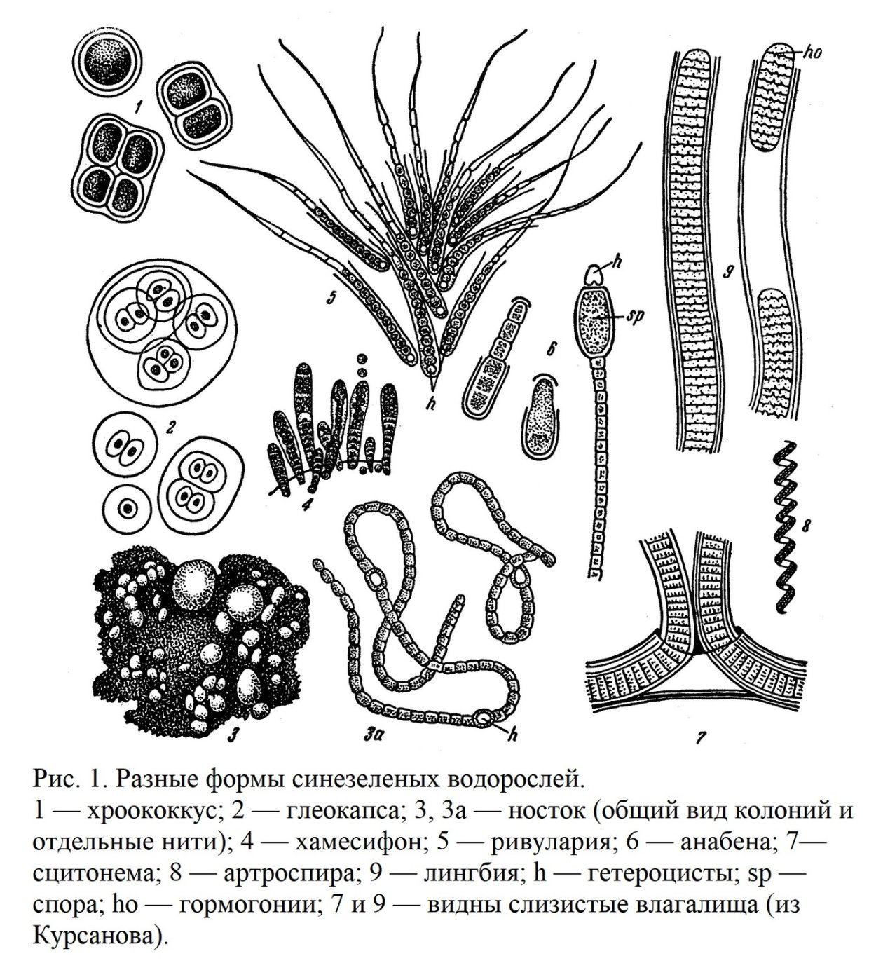 Зеленые водоросли Chlorophyta