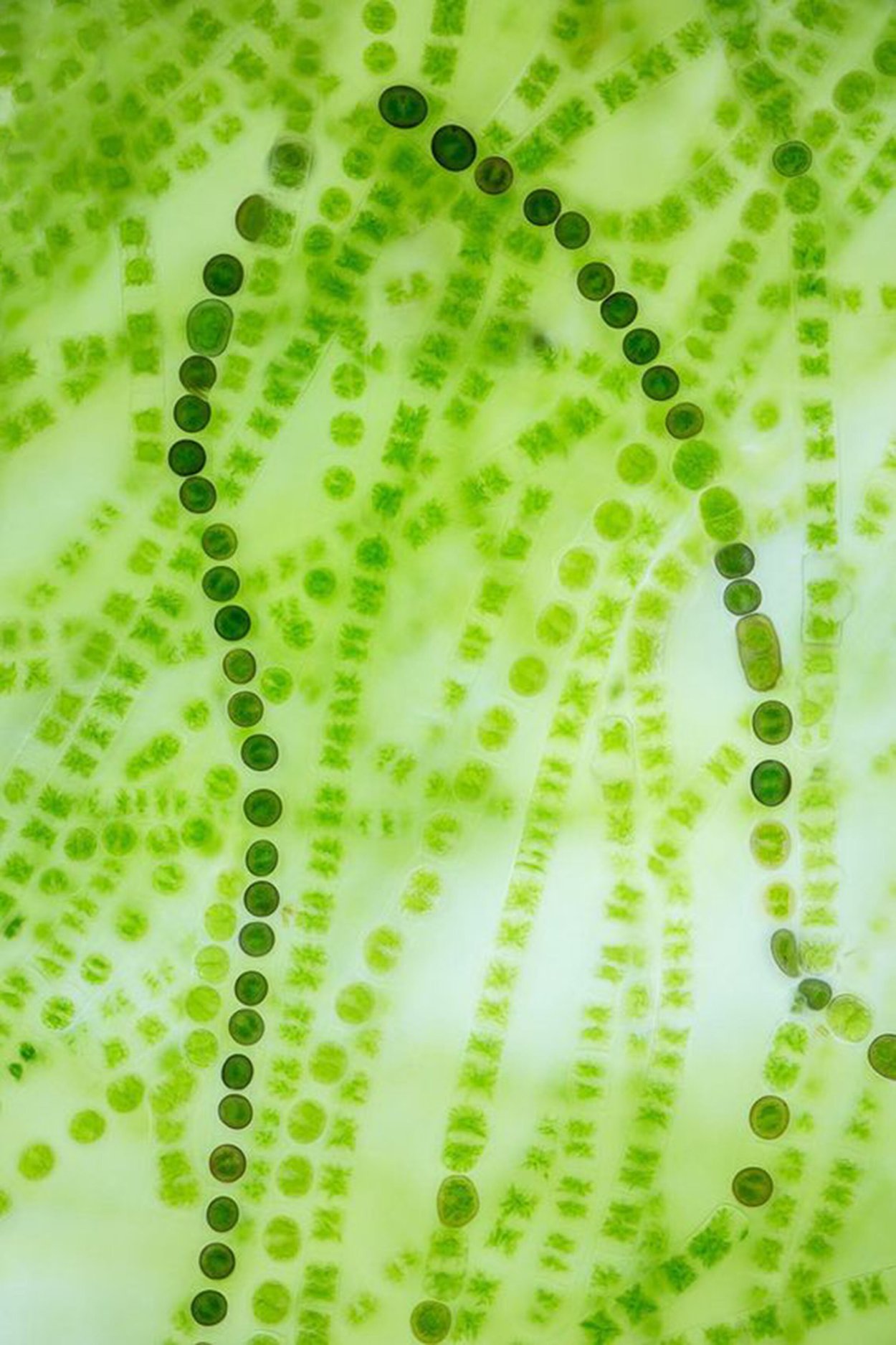 Синезеленые цианобактерии