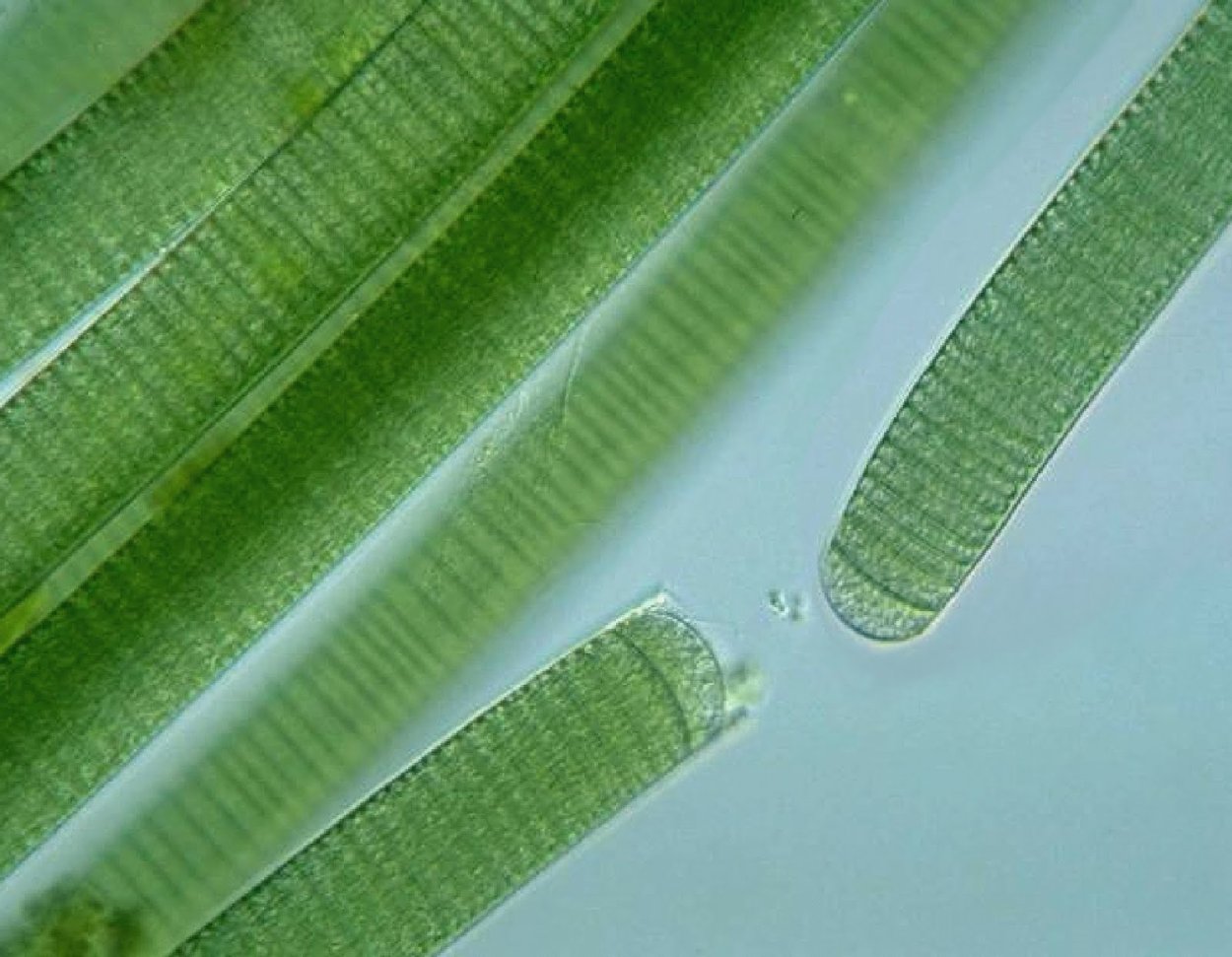 Спирулина сине зеленая водоросль