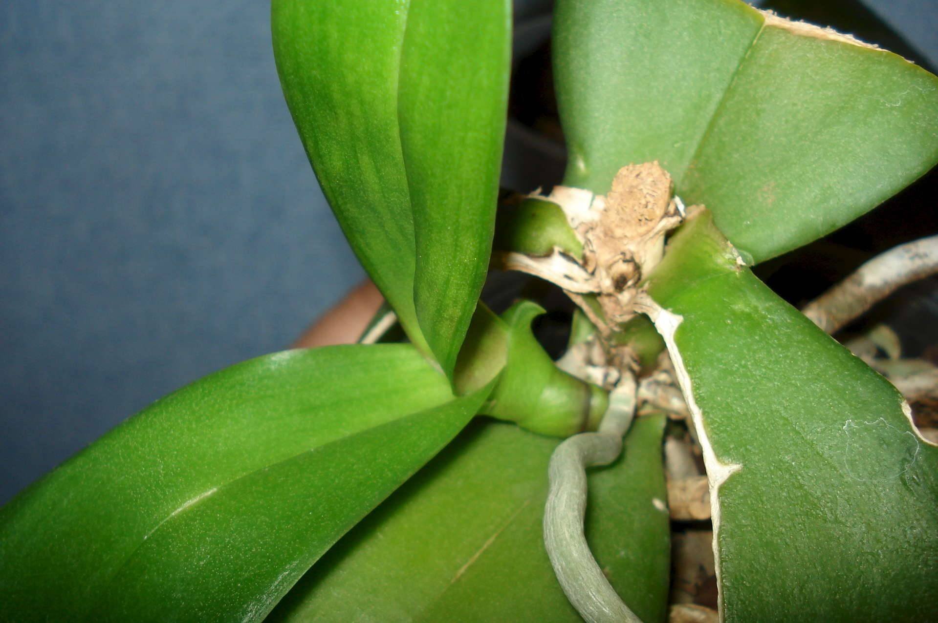 Орхидея потеряла листья что делать. Орхидея фаленопсис детка. Детки орхидеи фаленопсис. Фаленопсис листья. Точка роста у орхидеи фаленопсис.