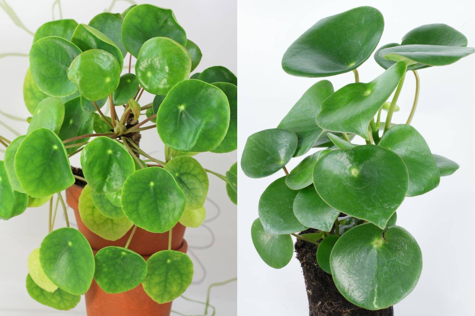 Пеперомия многокистевая Peperomia polybotrya