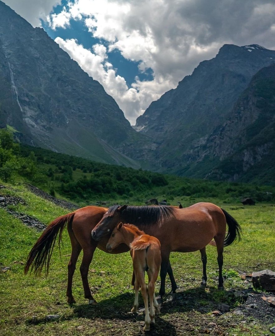 Лес Северной Осетии