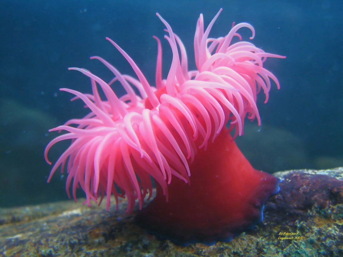 Уникальный цитолизин из морской актинии