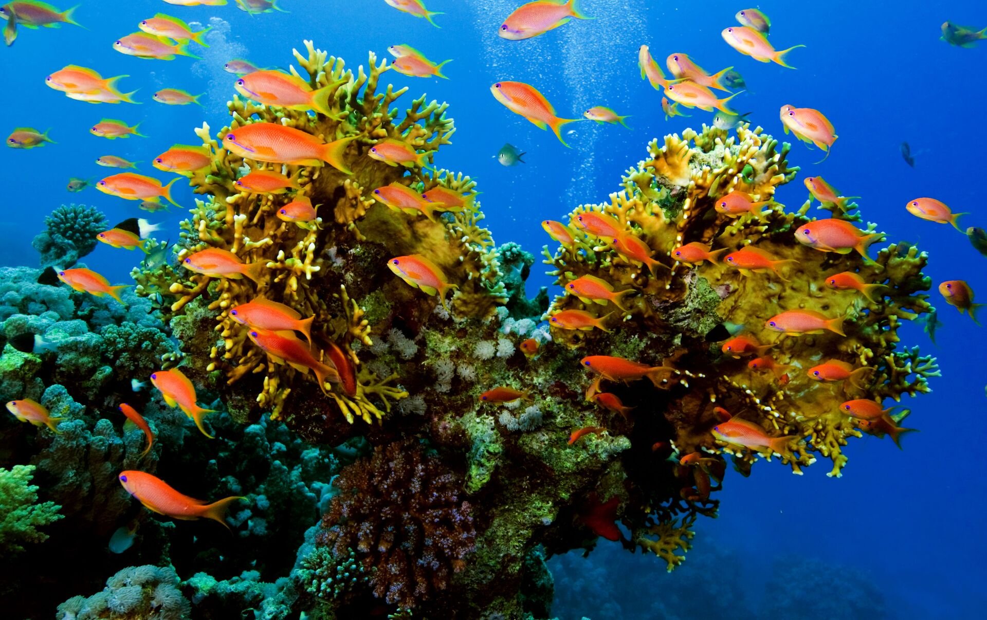 Растительный и животный мир океана. Животный и растительный мир морей и океанов. Животные и растения Тихого океана. Растительный мир индийского океана.