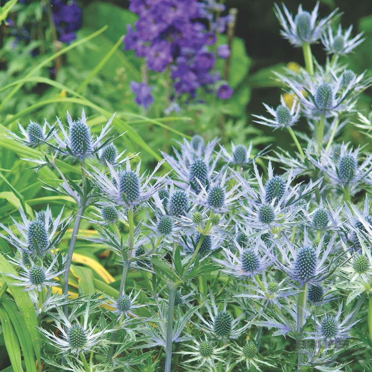 РЎРёРЅРµРіРѕР»РѕРІРЅРёРє Eryngium alpinum