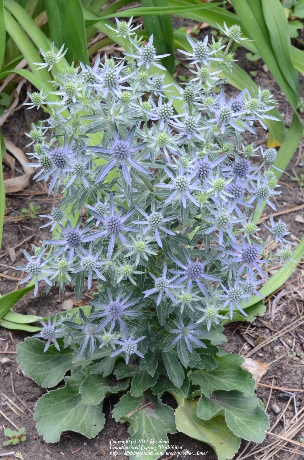 РЎРёРЅРµРіРѕР»РѕРІРЅРёРє Eryngium alpinum