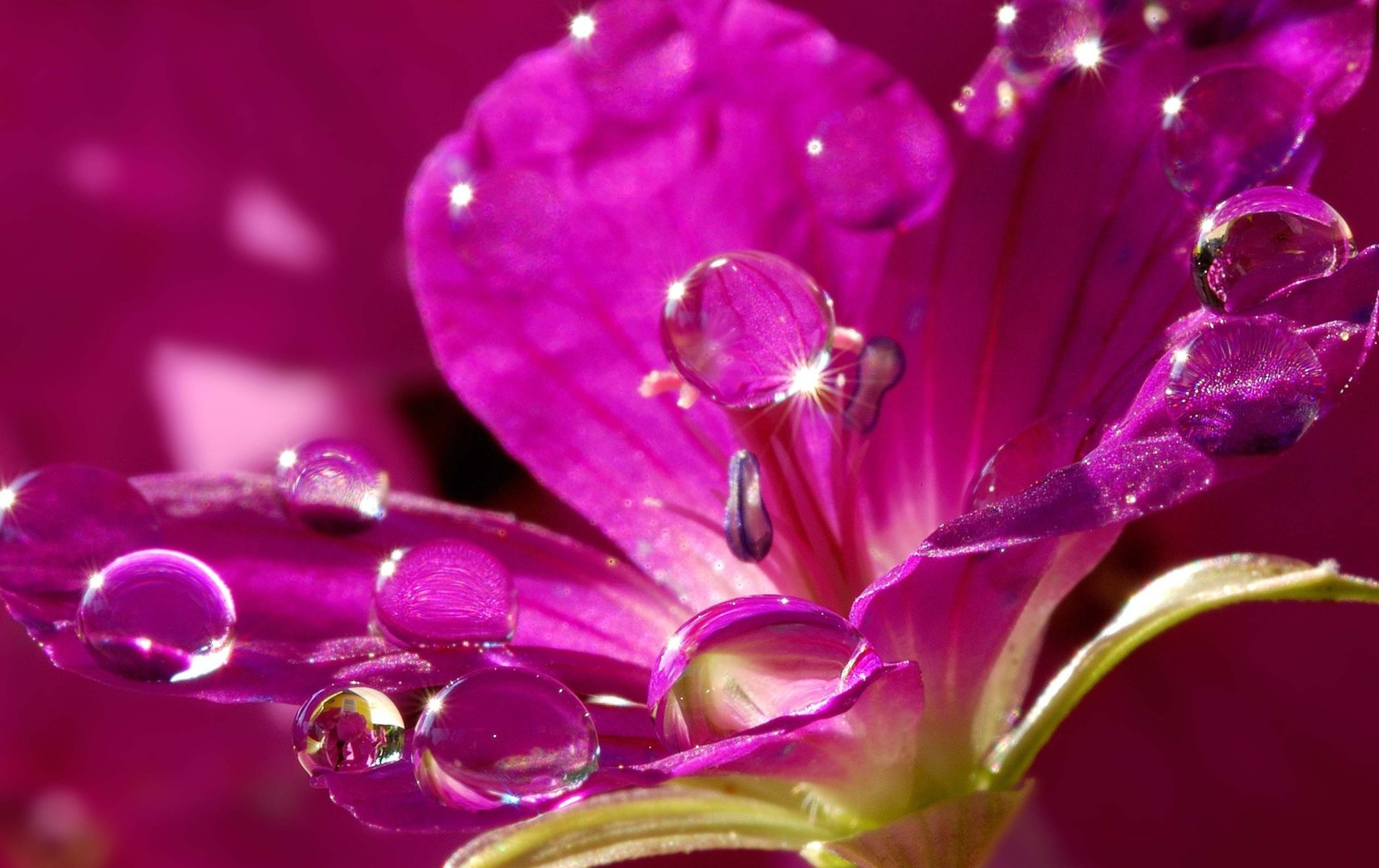 Розовые капли воды. Фиолетовые цветы. Фиолетовый цвет. Сиреневые цветы. Цветы в росе.