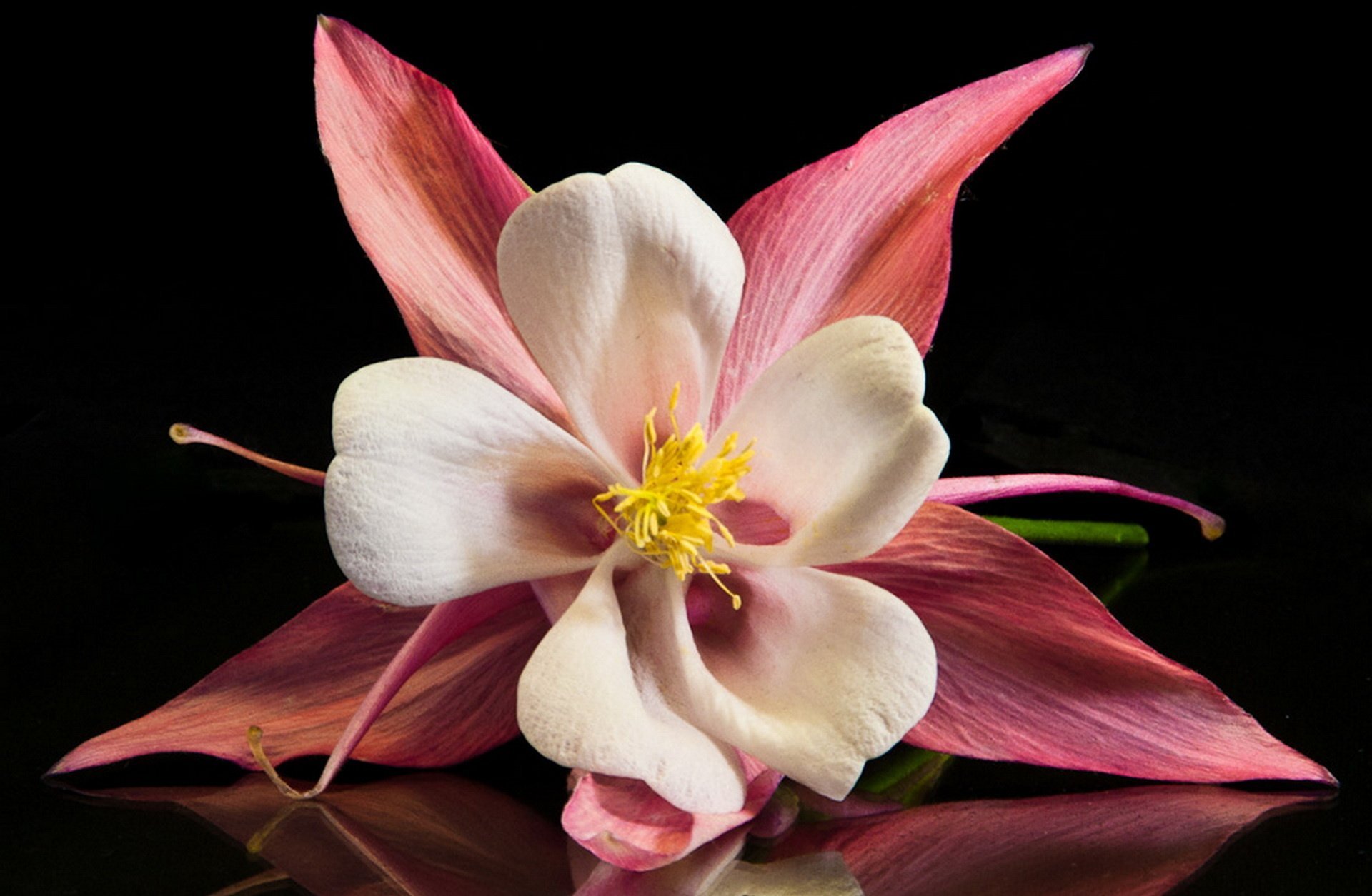 Цветет краса. Орхидея Коломбина. Необыкновенные цветы. Красивые цветочки.