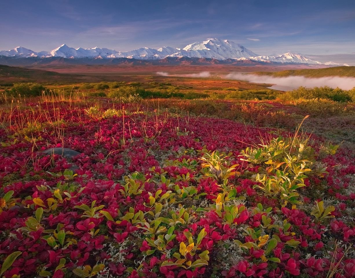 Американская тундра. Национальный парк Денали Аляска. Чукотка тундра цветет. Национальный парк Денали, штат Аляска.