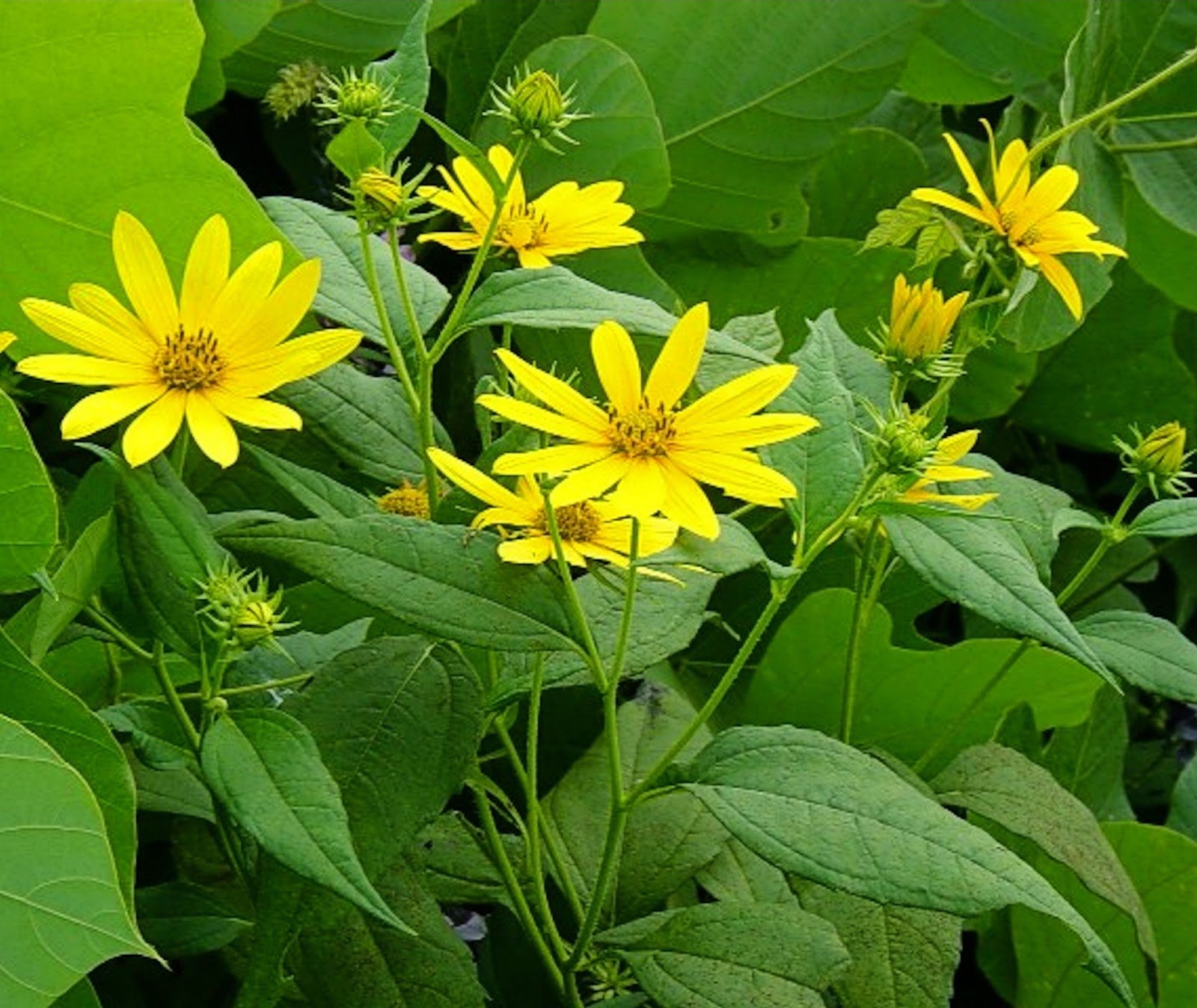 Топинамбур Helianthus tuberosus