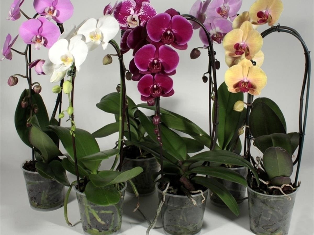 Архидея или орхидея в горшке уход