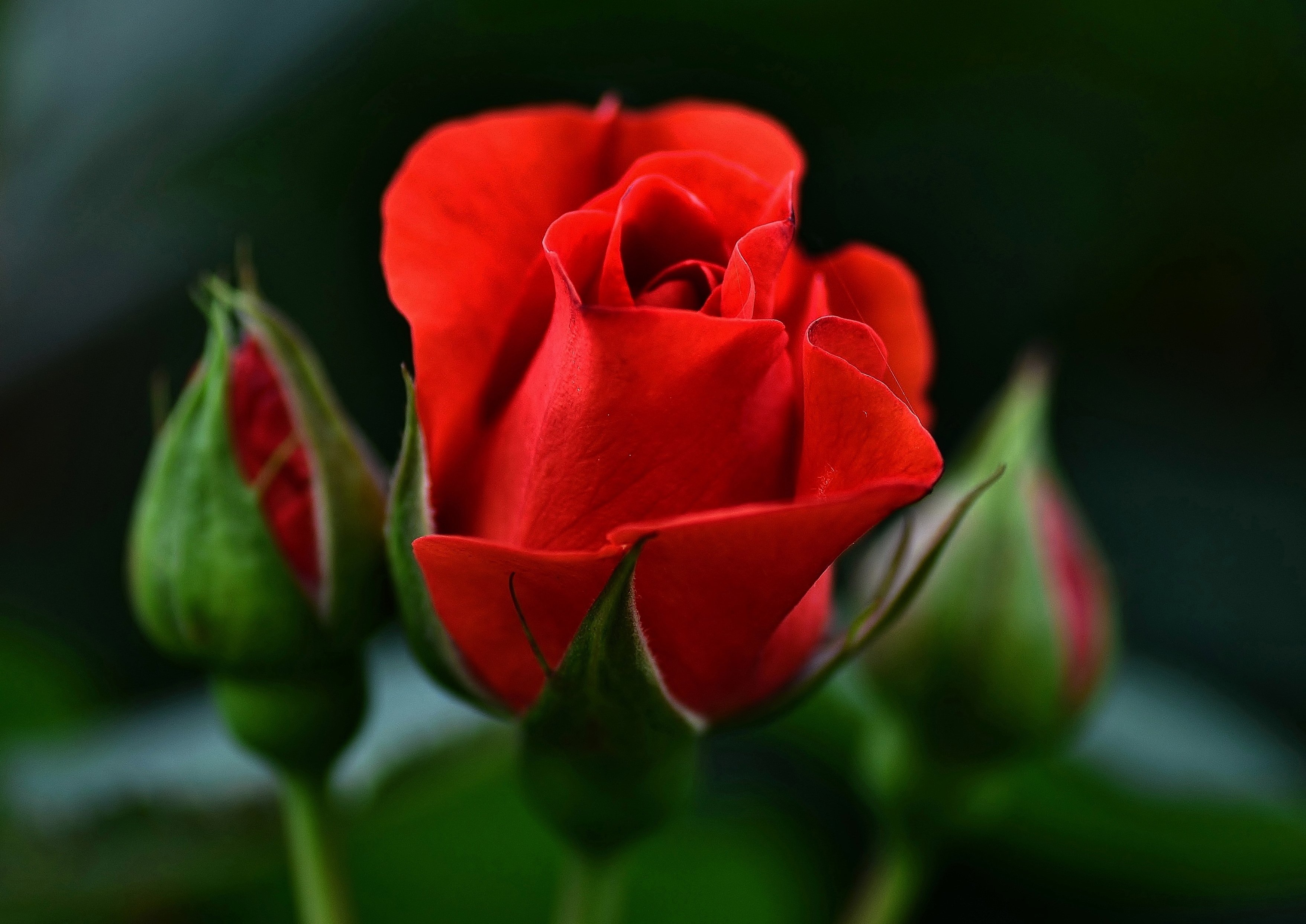 Красные бутоны главные герои. Бутон розы. Бутон алой розы. Бутон красной розы. Розы крупные бутоны.