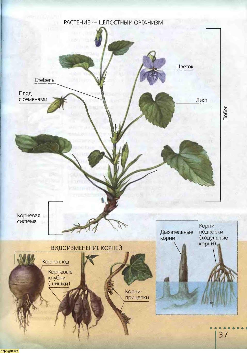 Растительный организм примеры. Растение целостный организм. Растение как организм. Строение растительного организма. Строение тела растения.