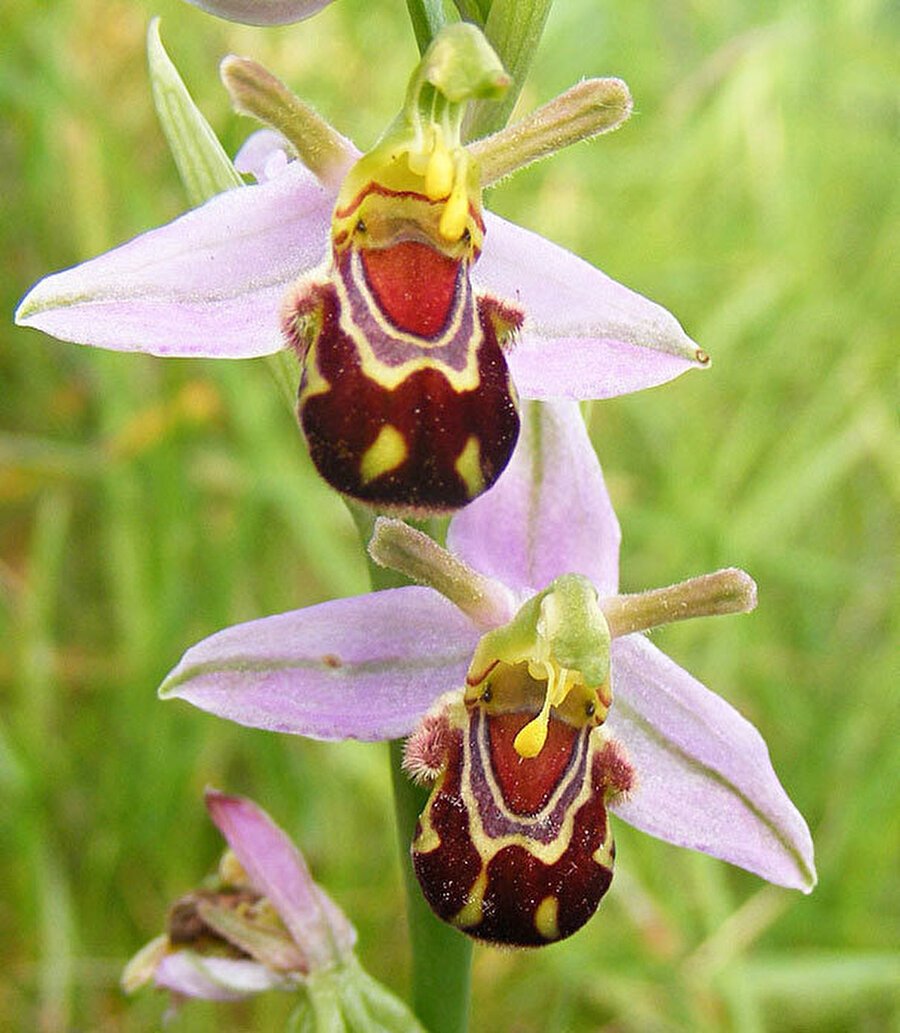 Орхидея балерина Caladenia melanema