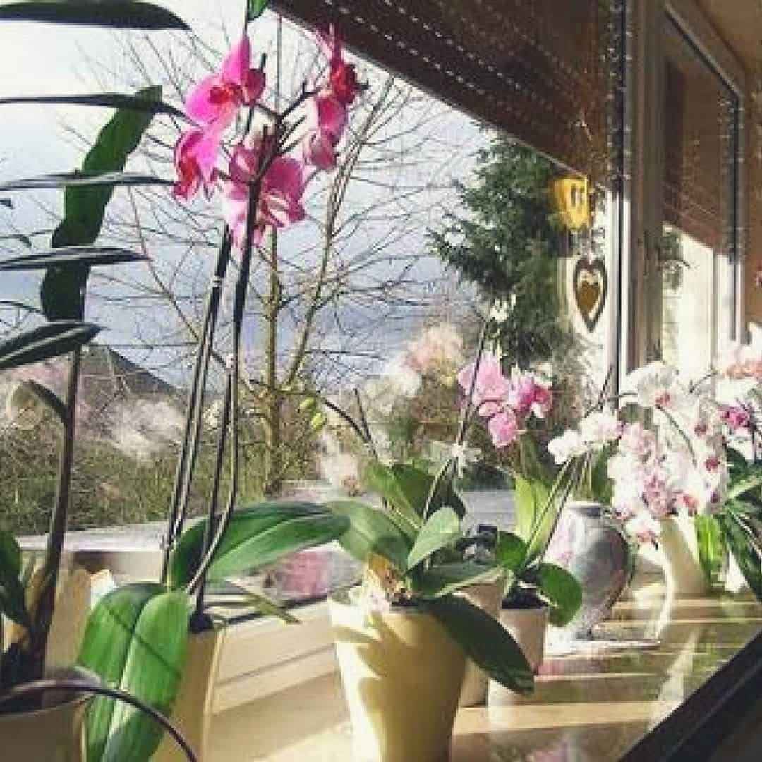 Орхидеи в горшках на подоконнике. Орхидея фаленопсис на солнце. Орхидея Мильтония на подоконнике. Орхидея фаленопсис на подоконнике. Орхидея фаленопсис на окне.