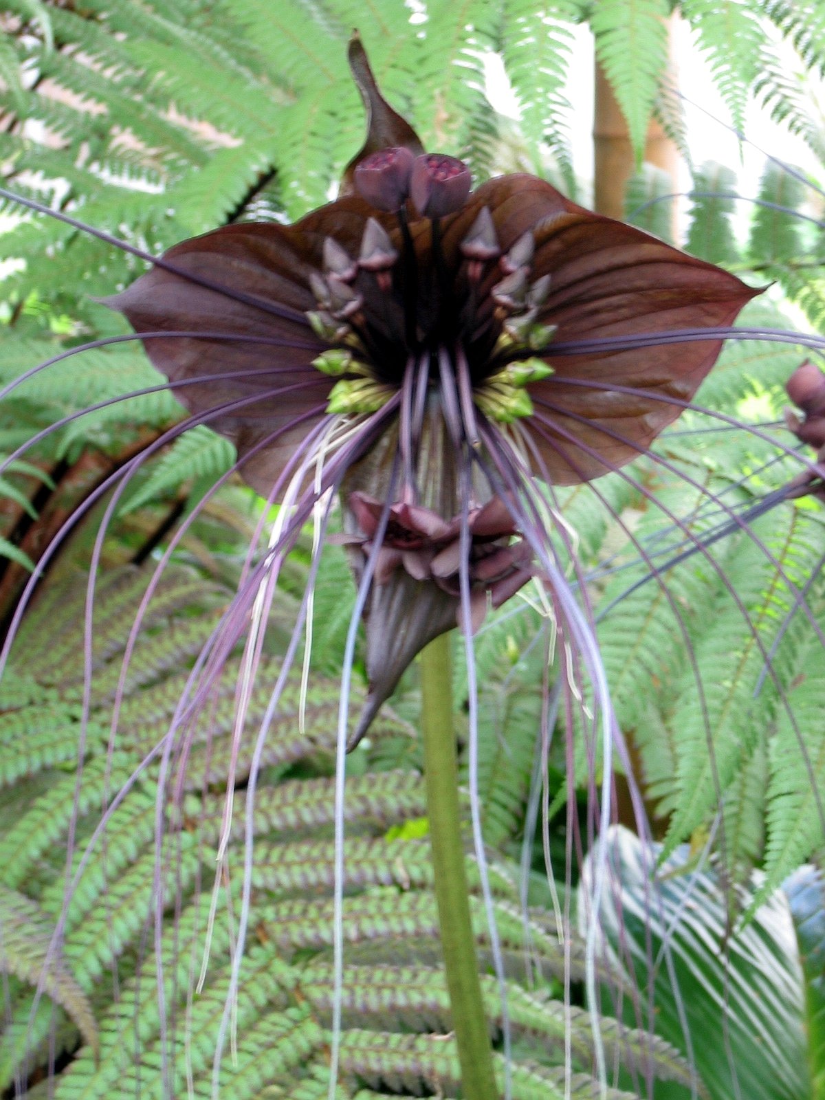 Такка черная. Китайский мышецвет. Такка Дракула. Черная Орхидея Такка. Цветок вдовы