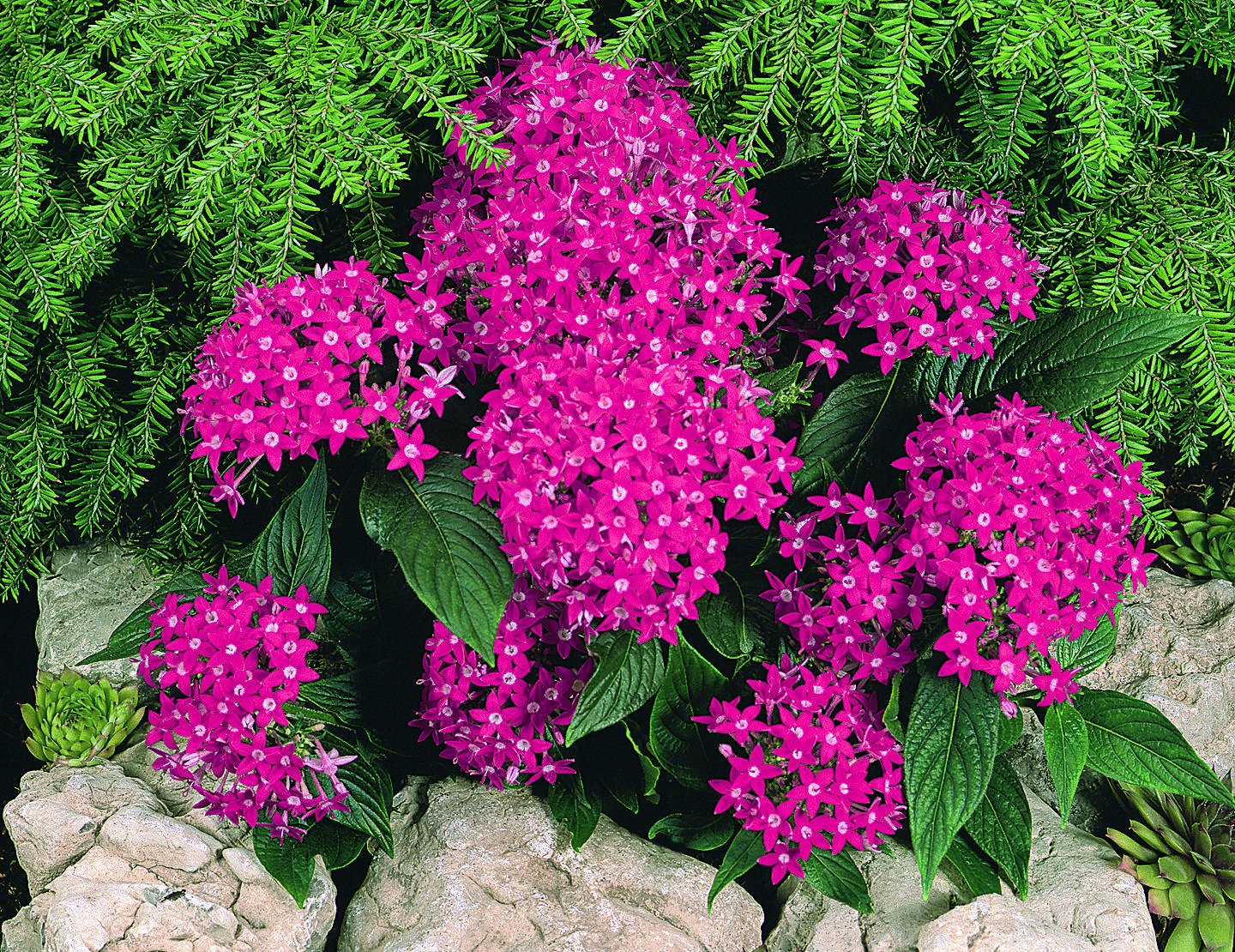 цветы многолетники для сада неприхотливые долгоцветущие фото