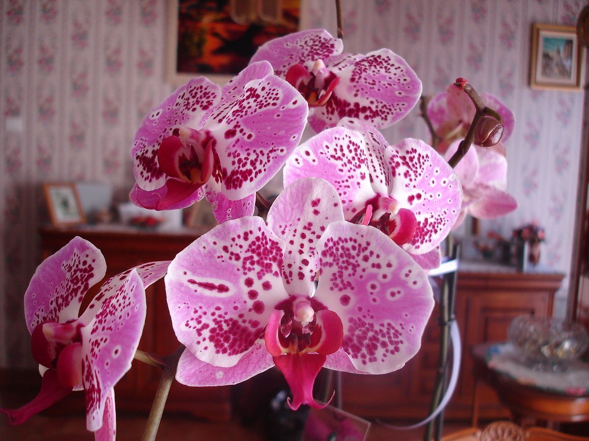 Большой орлеан орхидея - 76 фото