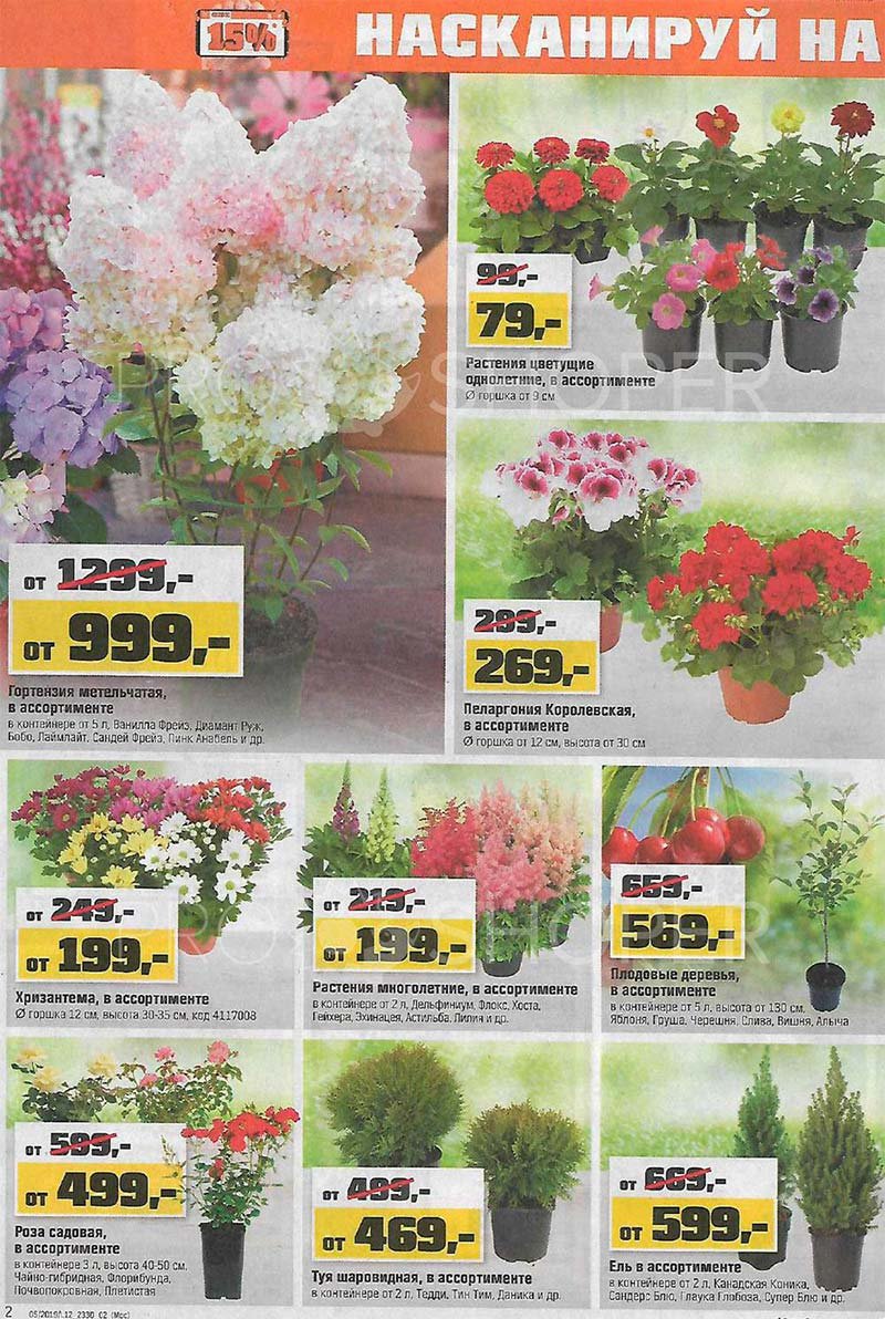 Оби каталог цветов и цены