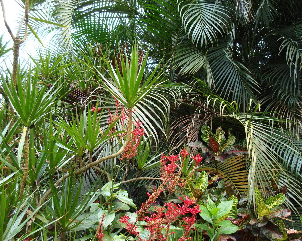 Tropical plant. Тропики и субтропики. Тропические субтропические растения Юкка. Субтропические комнатные растения Пальма. Растения тропиков и субтропиков.