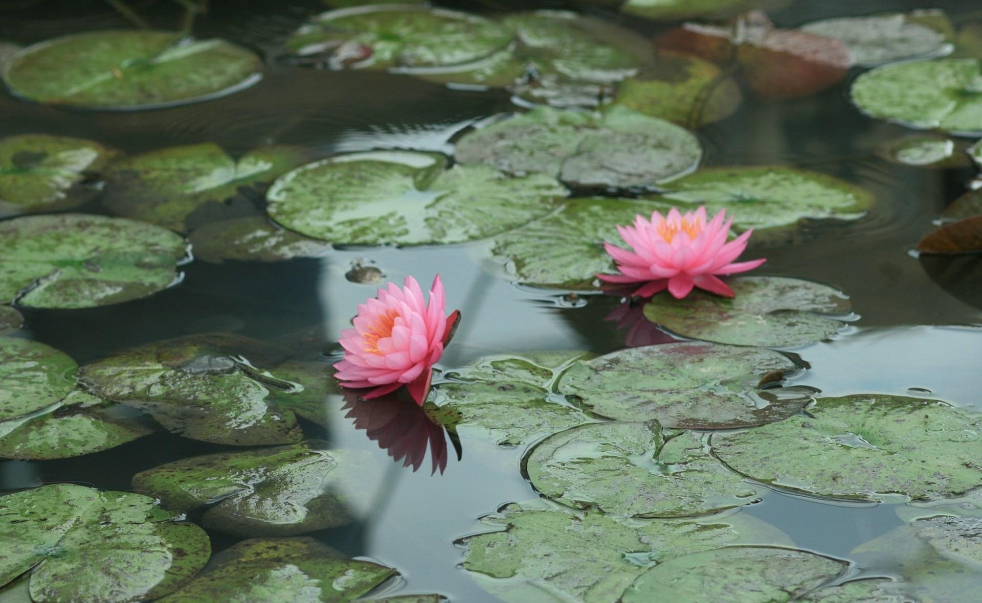 Цветок, распустившийся на воде