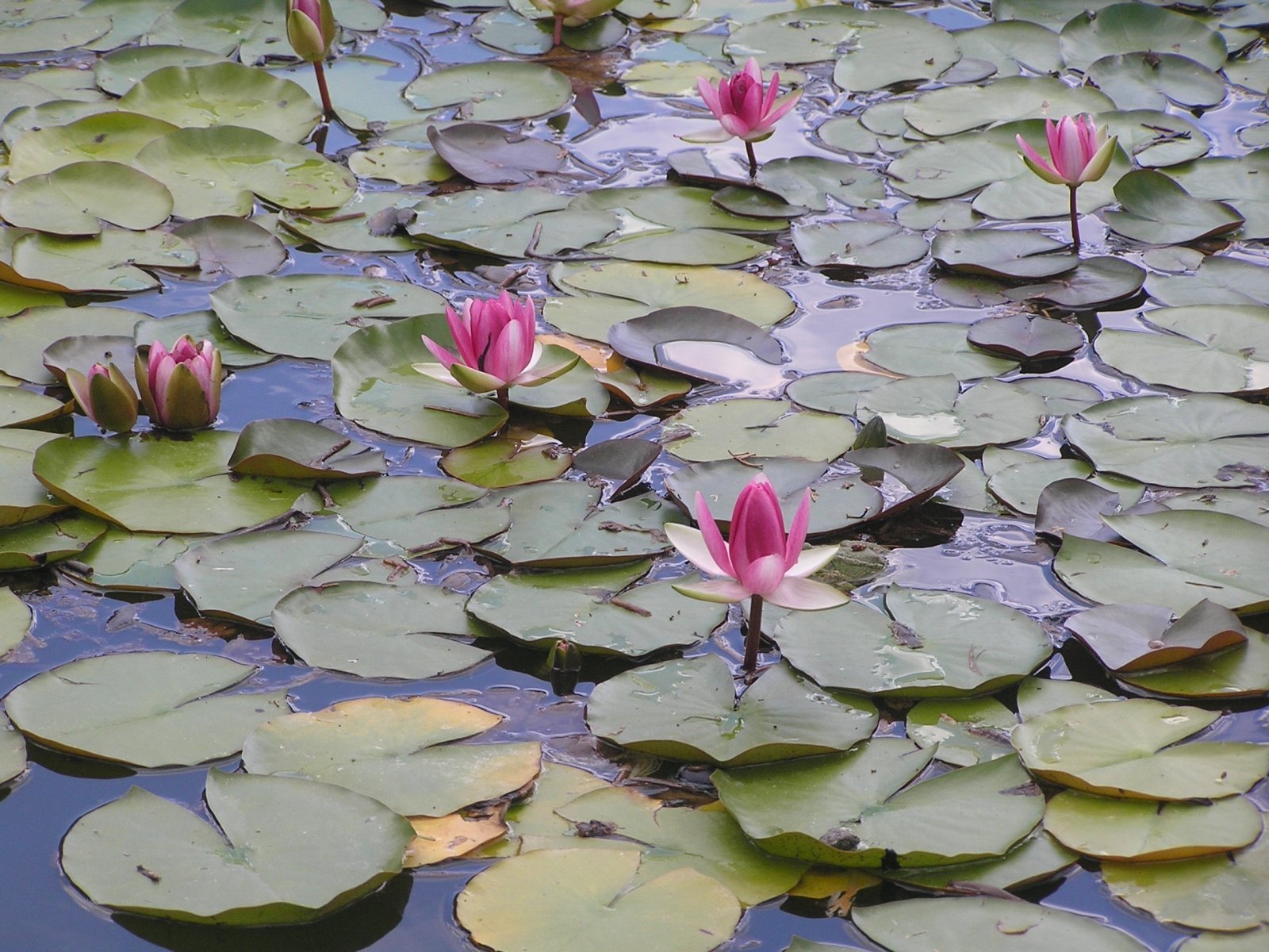 В пруду растут кувшинки за сутки количество. Кувшинка Лилия Лотос. Водокрас, Лотос водные растения. Нимфея розовая. Лотосы в Никитском Ботаническом саду.