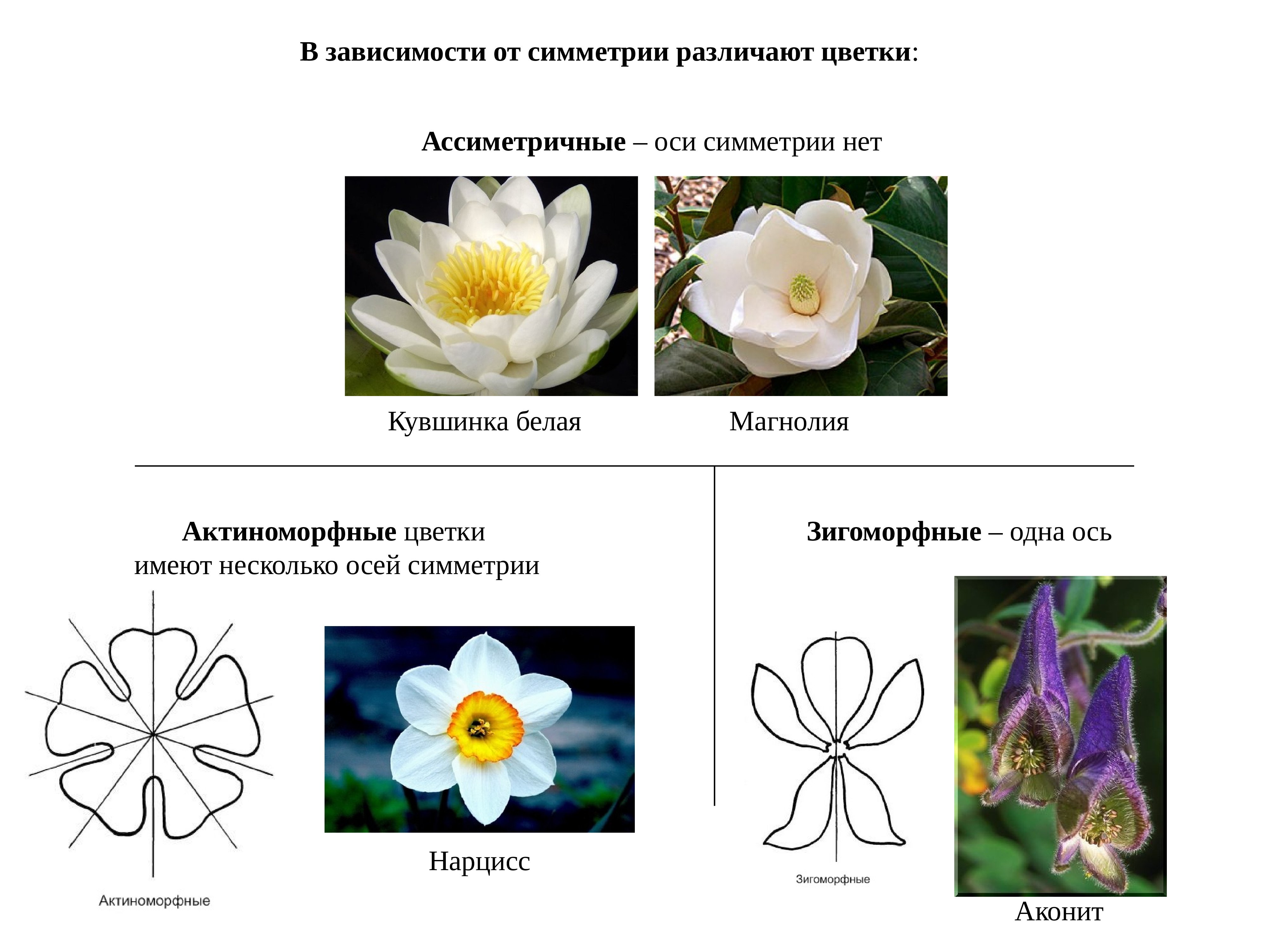 Почему цветок неправильный