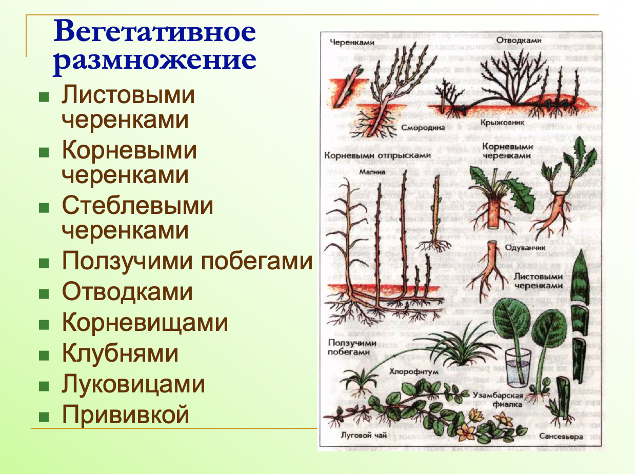 Растения размножающиеся вегетативным путем