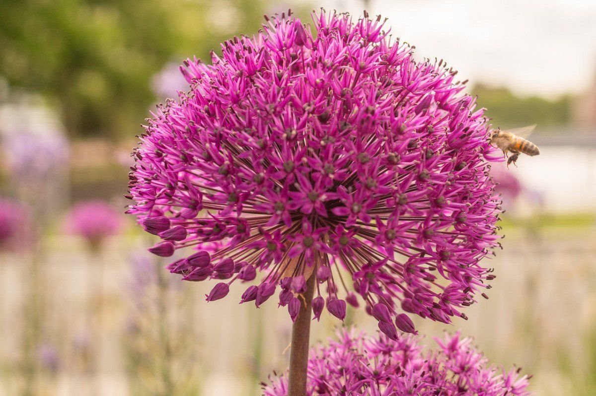 Лук красивенький Allium bellulum Prokh