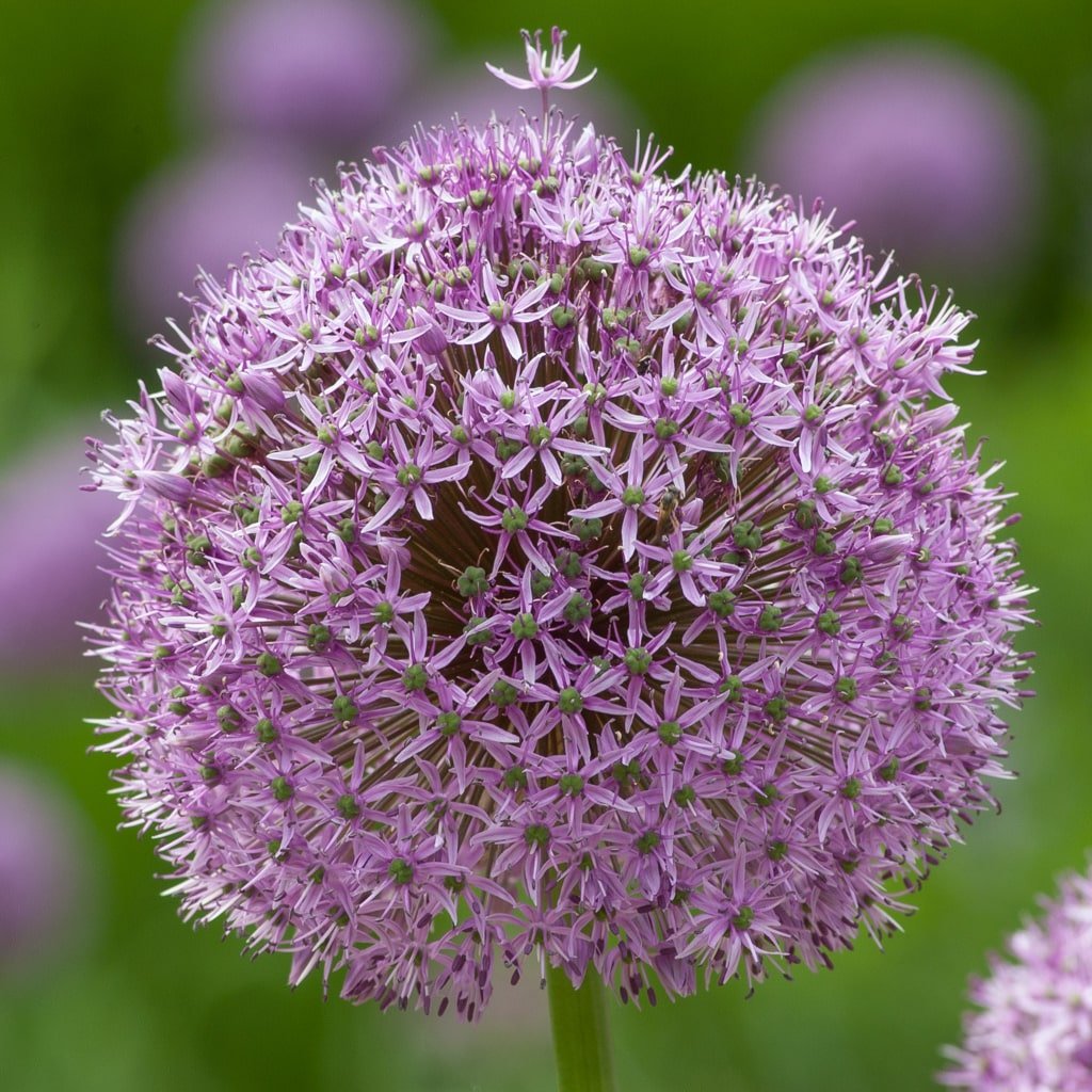 Растение allium. Аллиум Gladiator. Аллиум Гладиатор растение. Луковица аллиум Гладиатор. Лук декоративный аллиум Гладиатор.