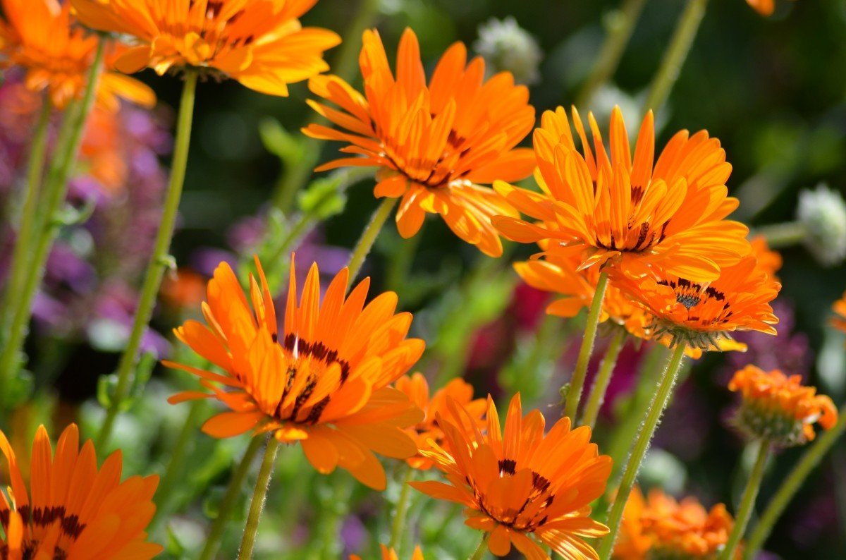 35 самых красивых полевых цветов, которые можно выращивать в саду