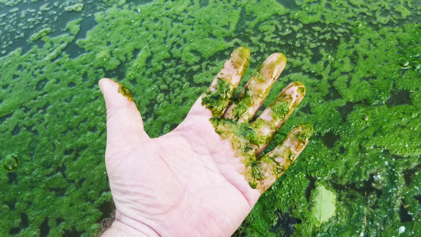 Водоросли в стоячей воде. Эвтрофикация озер. Цианобактерии эвтрофикация. Цветение водоемов эвтрофикация. Озеро Онтарио эвтрофикация.