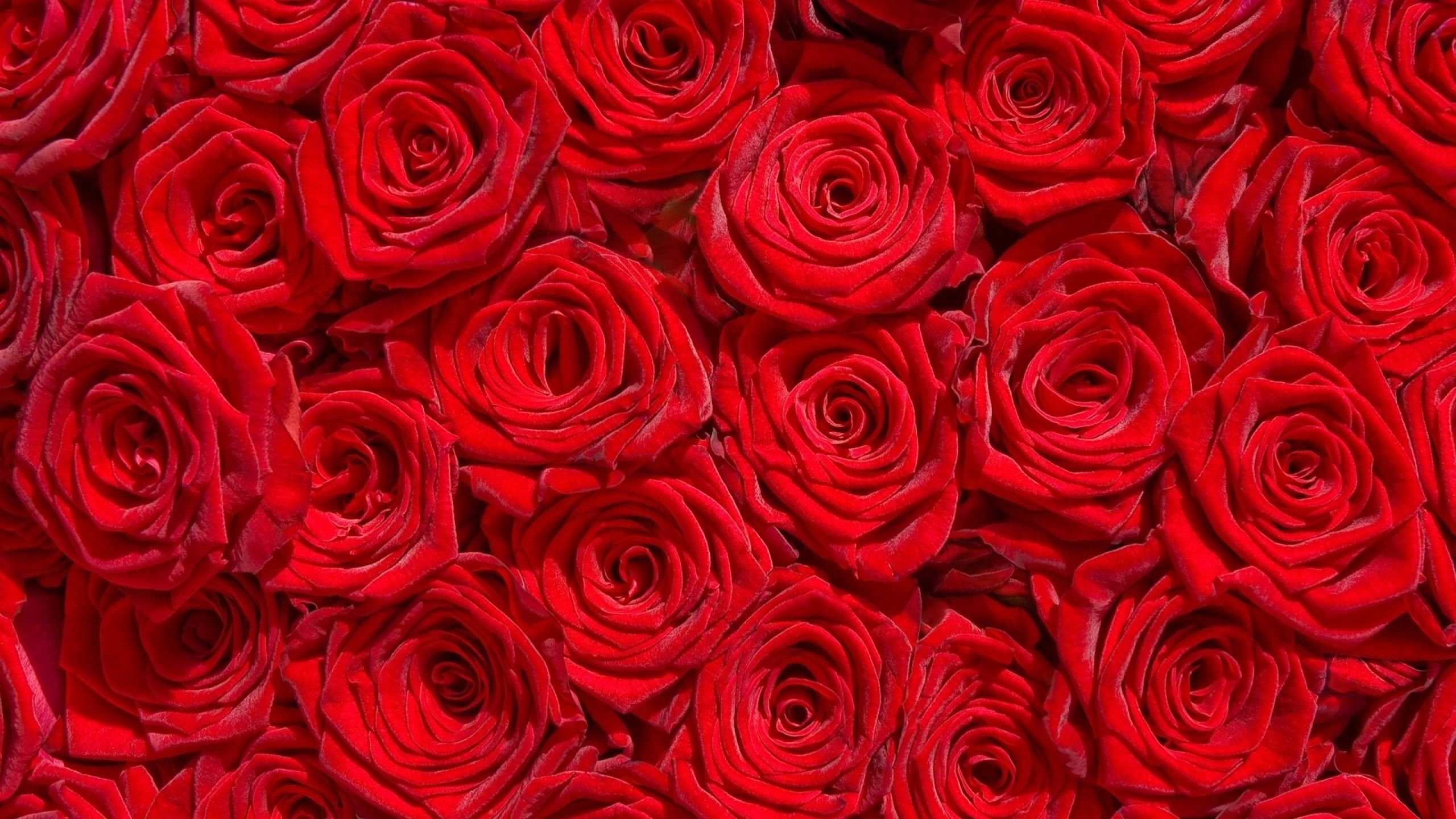 Фон розочки. Розы. Картинки на рабочий стол розы. Красный цветок. Цветы розы красные.