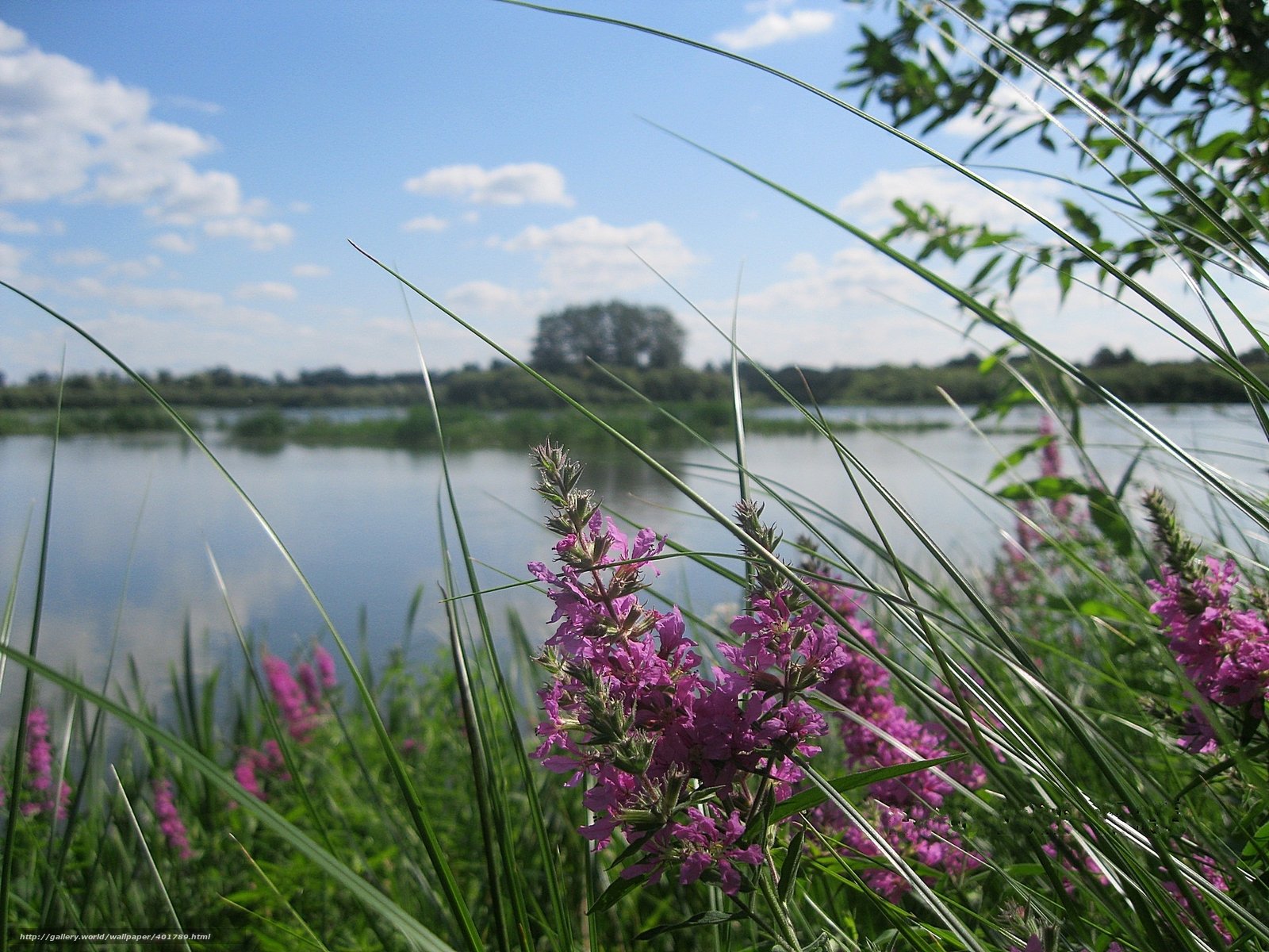 Описывая реку рыбалку траву цветы автор