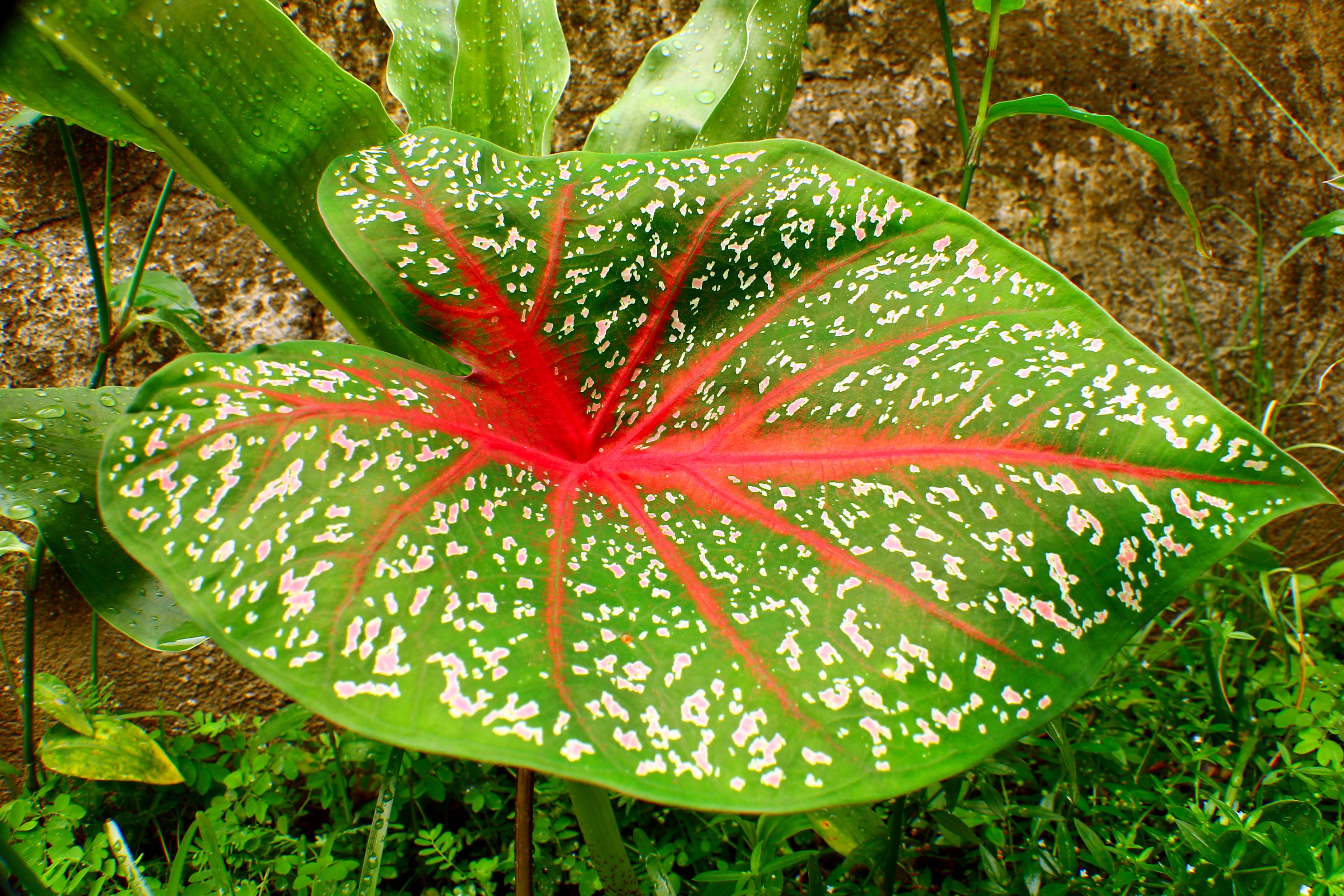 Ядовито ли растение. Растение каладиум. Каладиум Флорида Кардинал. Колеус каладиум. Каладиум красный.
