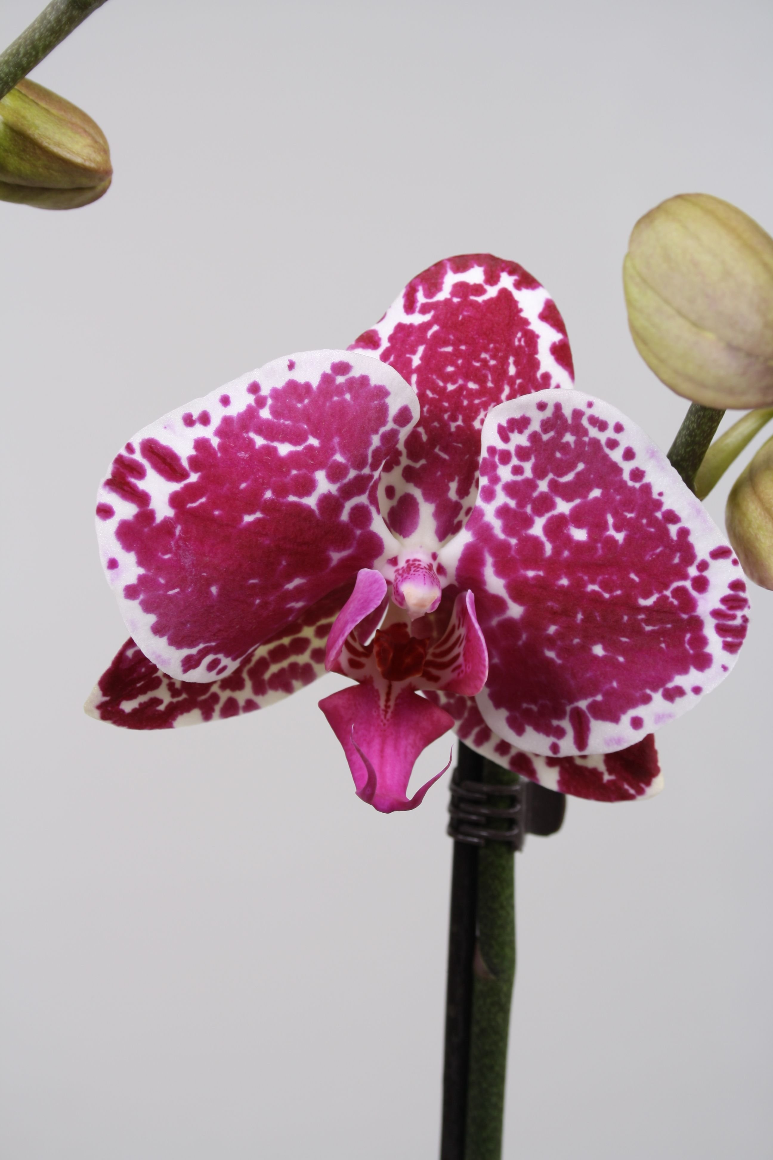 Орхидея кадис - 74 фото