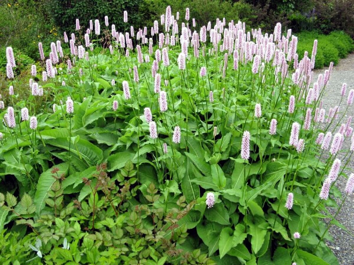 Многолетнее травянистое. Горец змеиный (Polygonum bistorta). Горец змеиный (Polygonum bistorta l.). Горец bistorta. Горец змеиный (Polygonum bistorta `superba`).