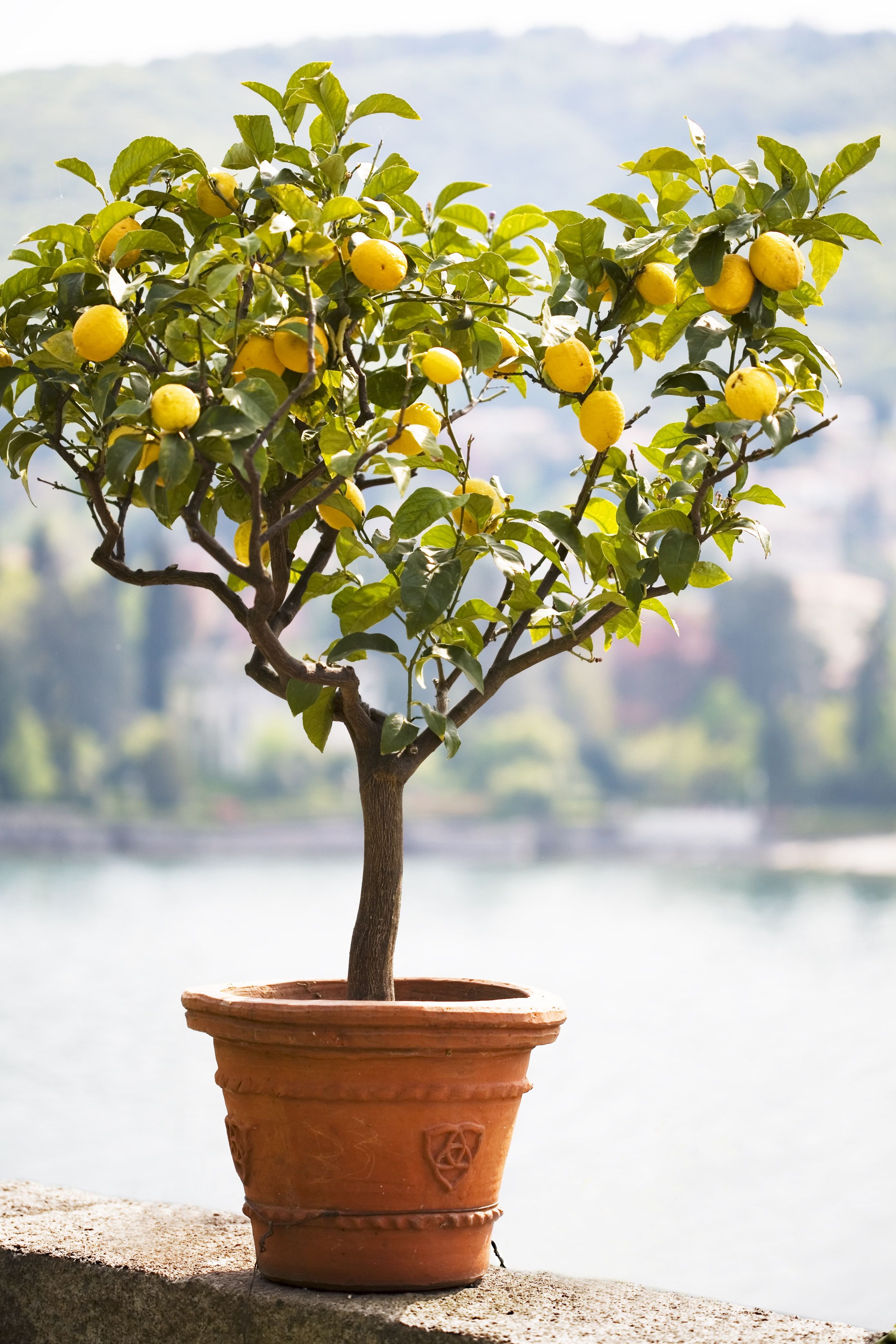 Вырастить лимон в домашних условиях с плодами. Лимонное дерево Мейера. Лимон Лунарио. Цитрус лимон дерево. Цитрус (комнатное растение) лимон Мейера.