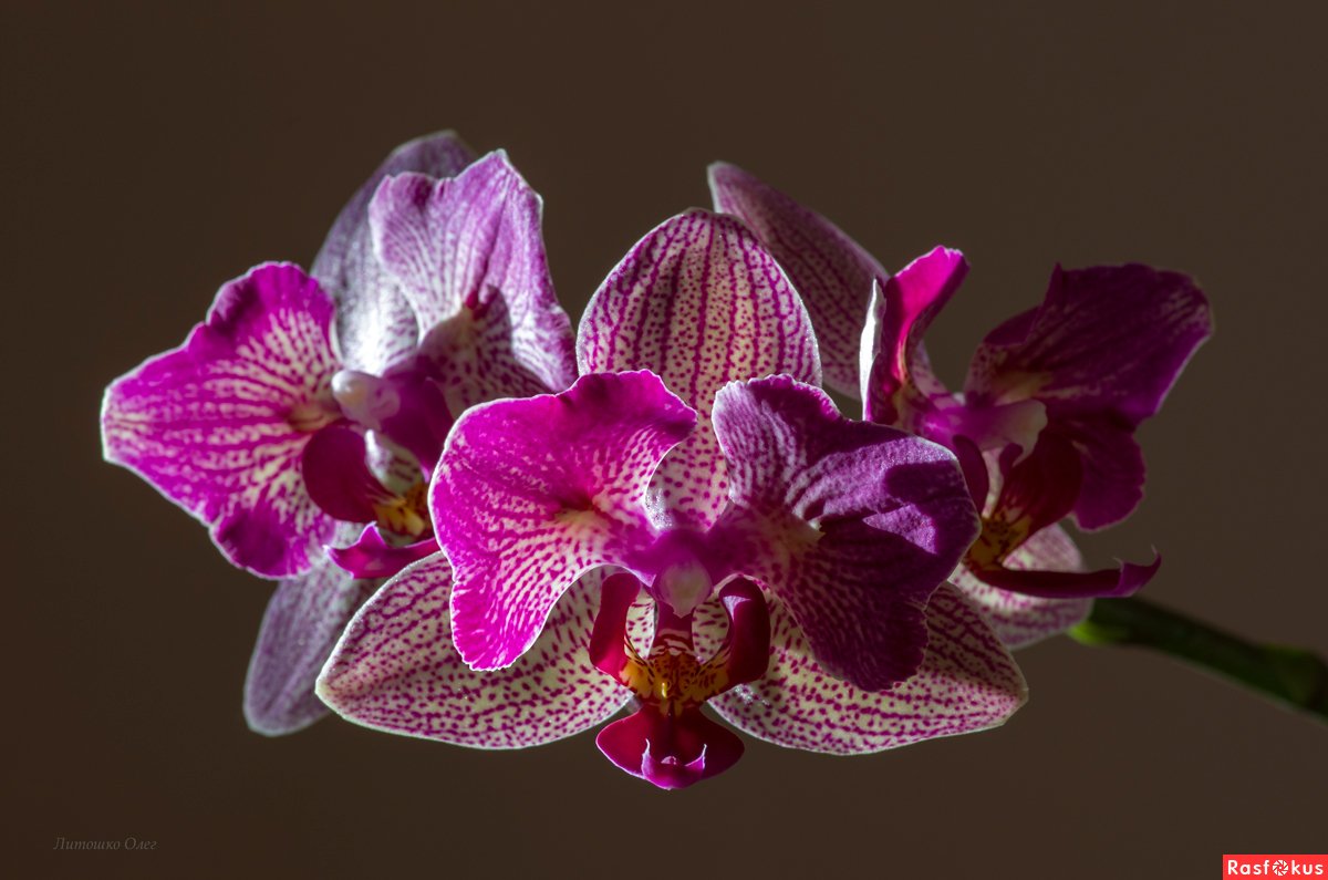 Орхидея атлантис - 77 фото