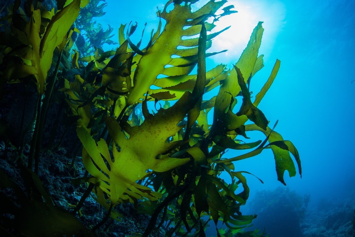 Ламинария японская морская капуста