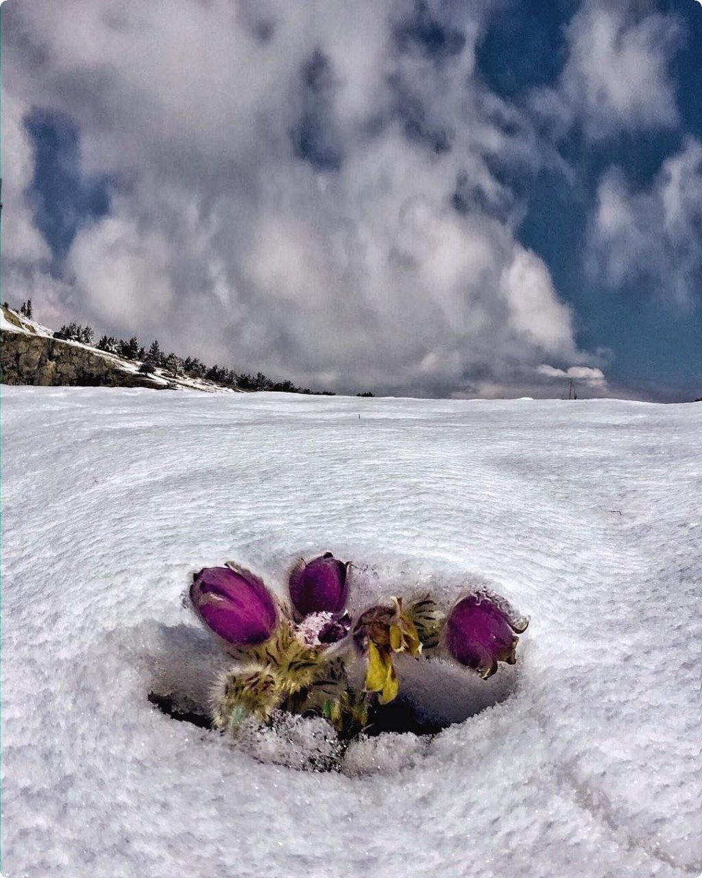 Цветков сугробов. Крокусы на Эльбрусе. Цветы под снегом. Цветы из под снега. Цветы зимой.