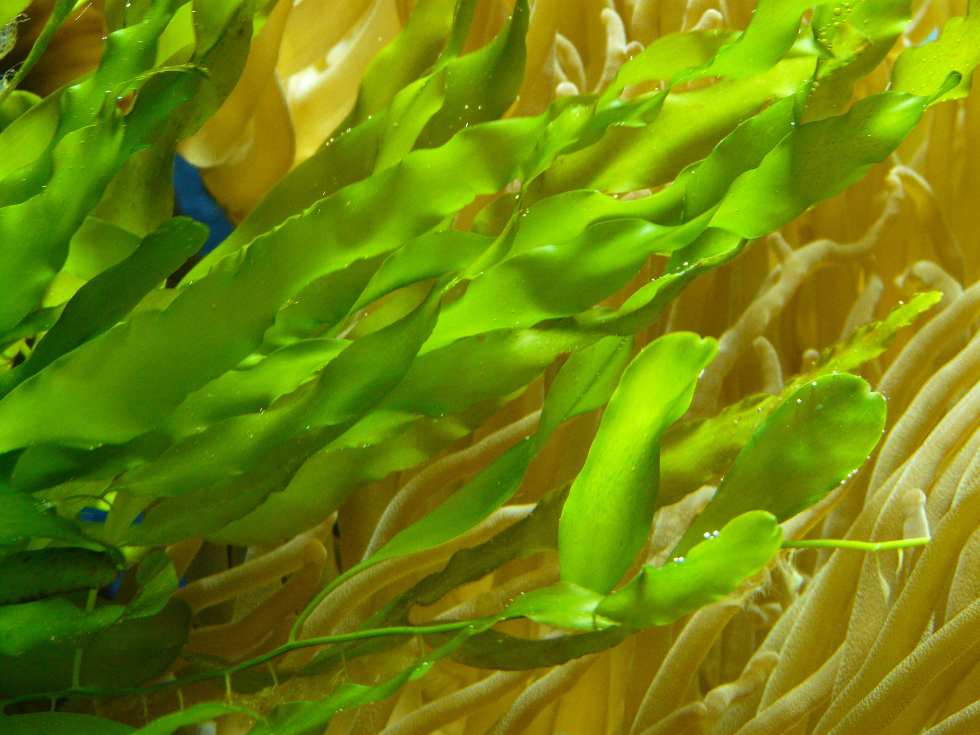18 водоросли. Апоногетон Криспус зеленый. Зеленые водоросли Chlorophyta. Ламинария зеленая водоросль. Водоросли келп ламинариевые.