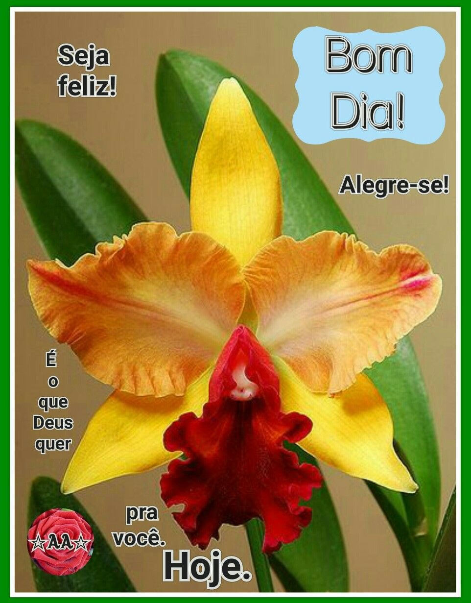 Красно желтая орхидея. Фаленопсис оранж блоссом. Орхидея Каттлея оранжевая. Фаленопсис Алекс. Орхидея Цимбидиум оранжевая.